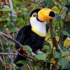 pppp_ANIMIGOS WORLD OF NATURE TOUCAN - TUKAN