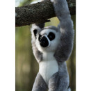 pppn_ANIMIGOS WORLD OF NATURE HANGING RING TAILED LEMUR
