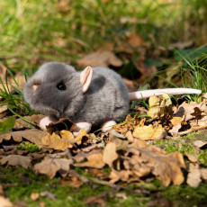 pppp_ANIMIGOS WORLD OF NATURE SQUEAKING RAT - SZCZUREK