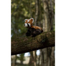 pppp_ANIMIGOS WORLD OF NATURE RED PANDA - CZERWONA PANDA