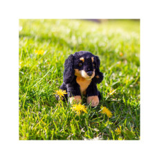 pppp_Animigos World of Nature – mini jamnik 2
