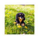 pppp_Animigos World of Nature – mini jamnik